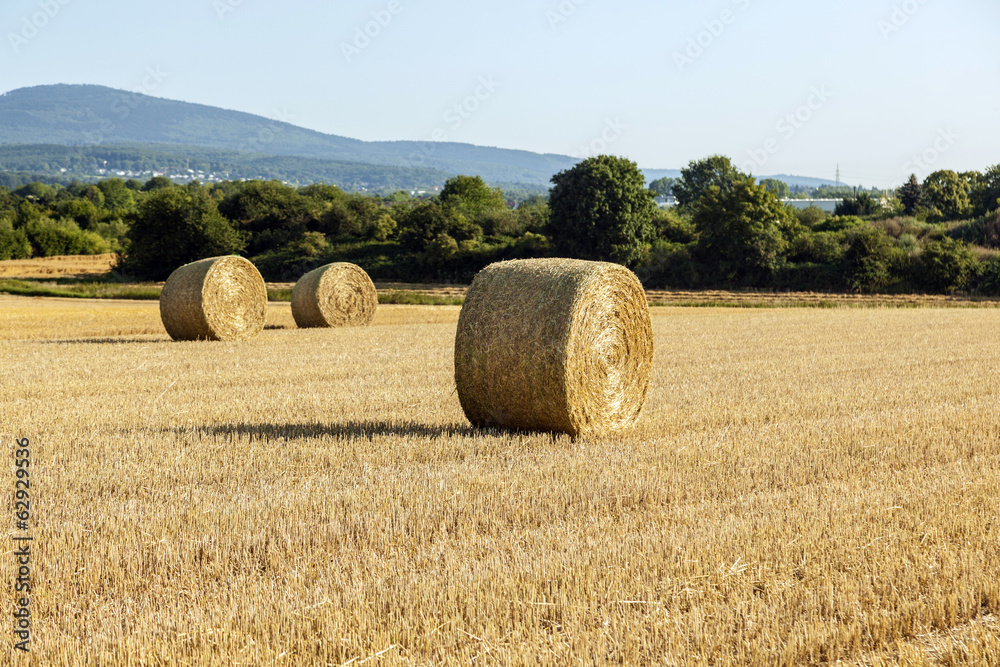 Fototapeta premium field in harvest with silo