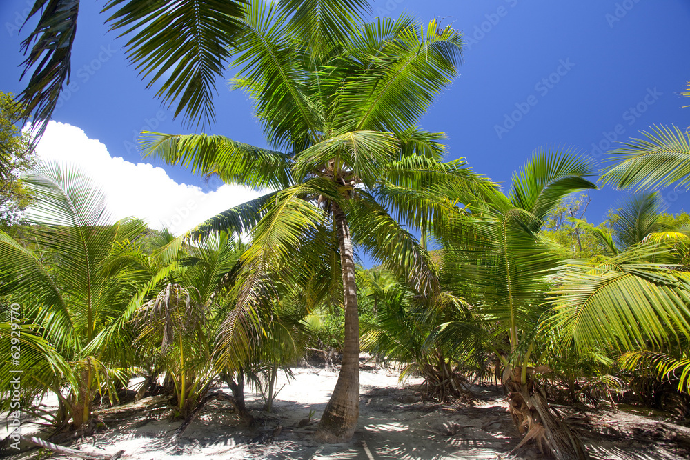 Obraz premium tropical landscape with palm trees