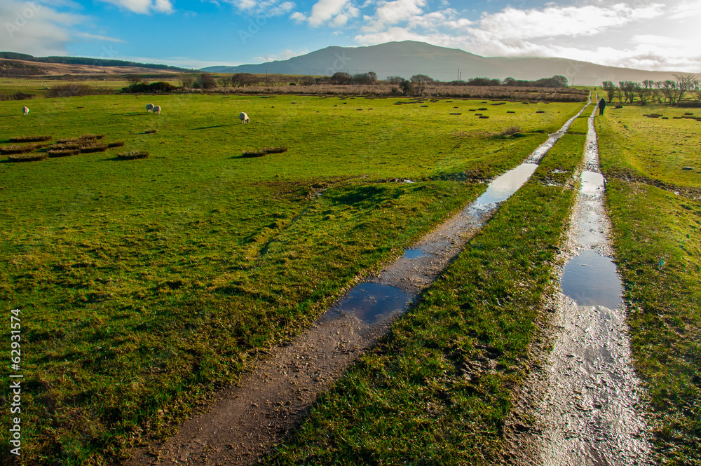 Naklejka premium Muddy path crossing green sheep pastures in a Scottish farm