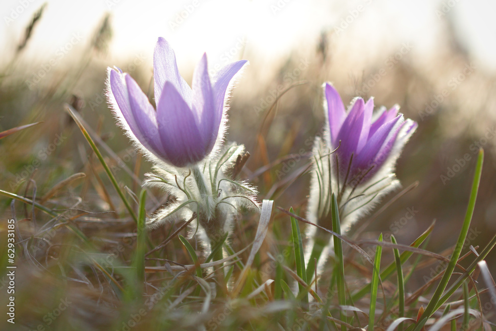 Pasque wild flowers blooming in early springtime Pasque wild flowers blooming in early springtime
