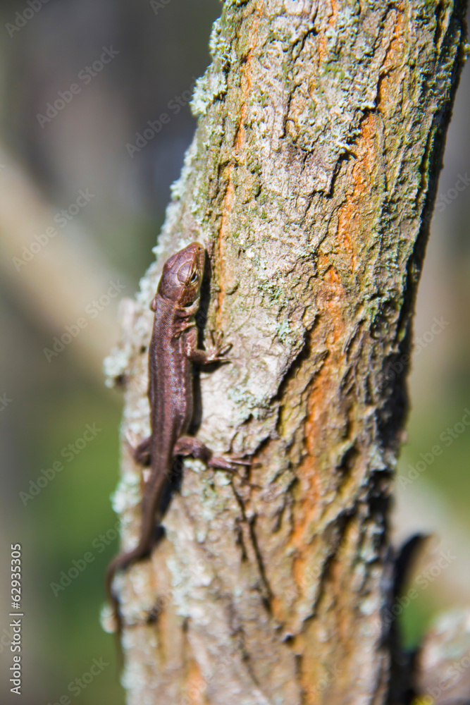 Fototapeta premium lizard