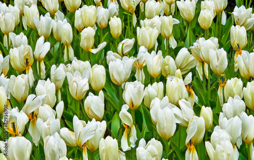 Creamy yellow tulips