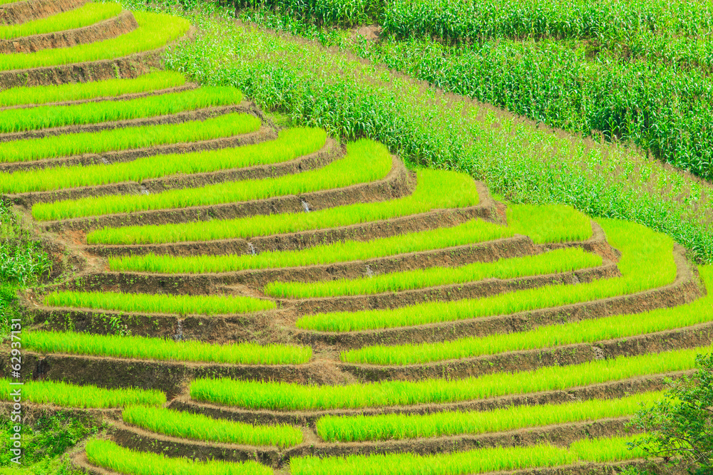 Green paddy in Chiang Mai province of Thailand