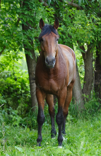 Lusitano horse stallion © horsemen