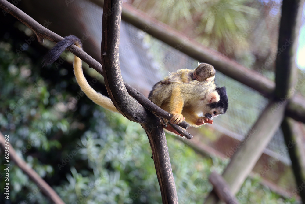 Obraz premium Black-capped Squirrel Monkey with Baby