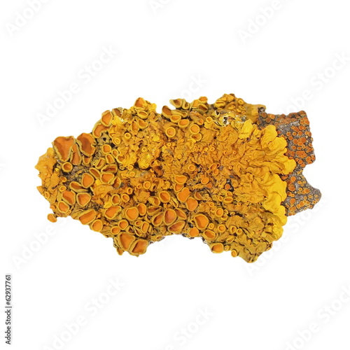 Common orange lichen isolated on white photo