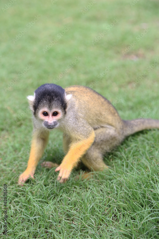 Obraz premium Black-capped Squirrel Monkey