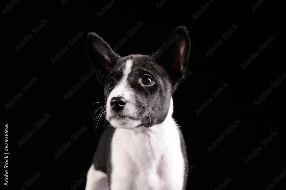 Basenji dog puppy isolated over black background