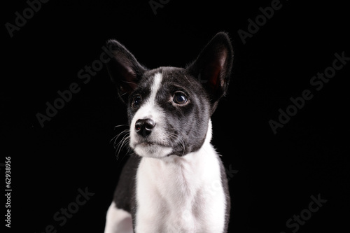 Basenji dog puppy isolated over black background © Art_man