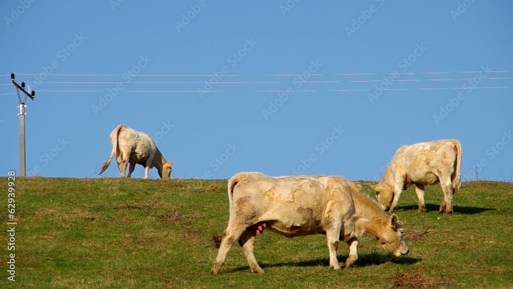 White cow grazing on green meadow, and blue sky White cow grazing on green meadow, and blue sky
