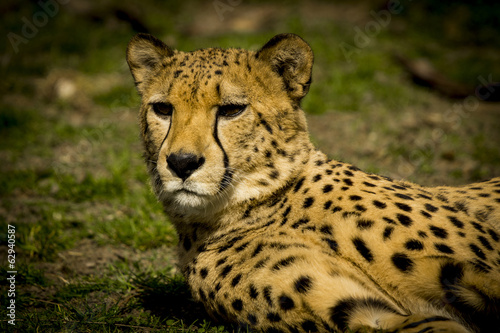 Gepard photo