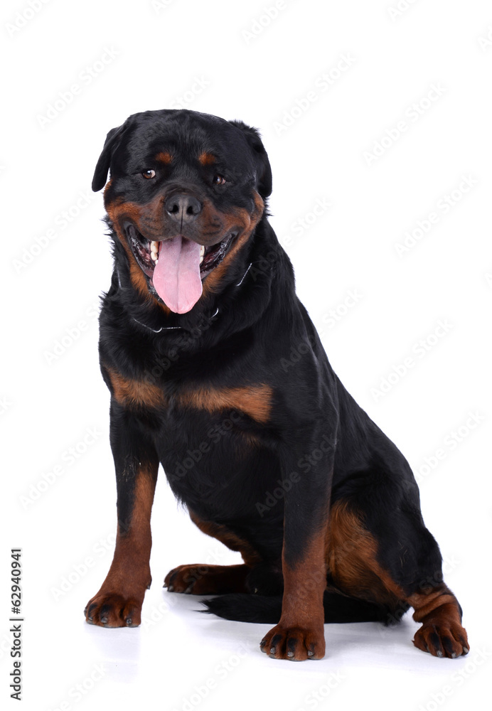 Fototapeta premium Rottweiler dog