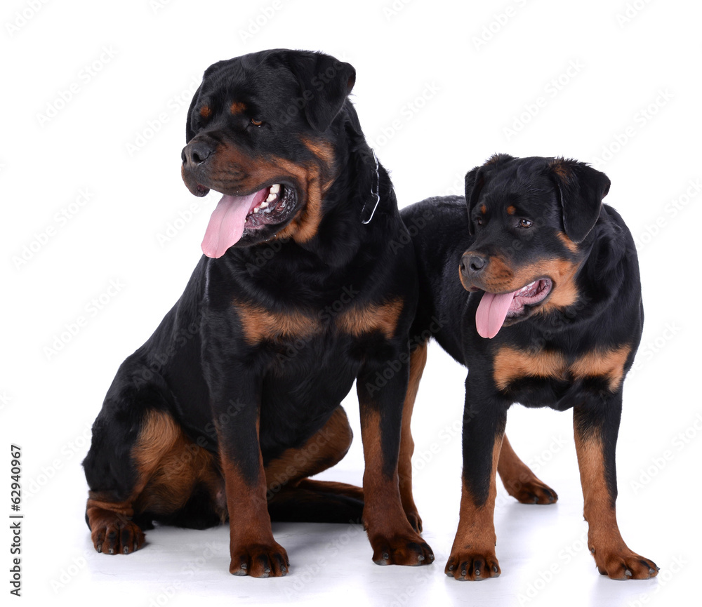 Fototapeta premium Rottweiler dog