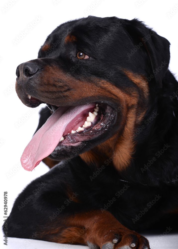 Obraz premium Rottweiler dog