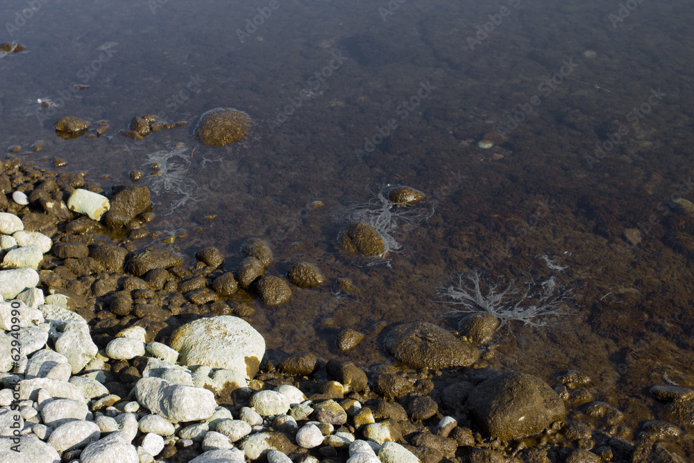 Sea grass II. Sea grass II.