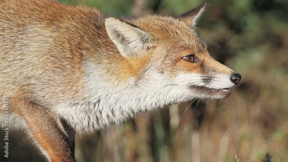 Fox Fox