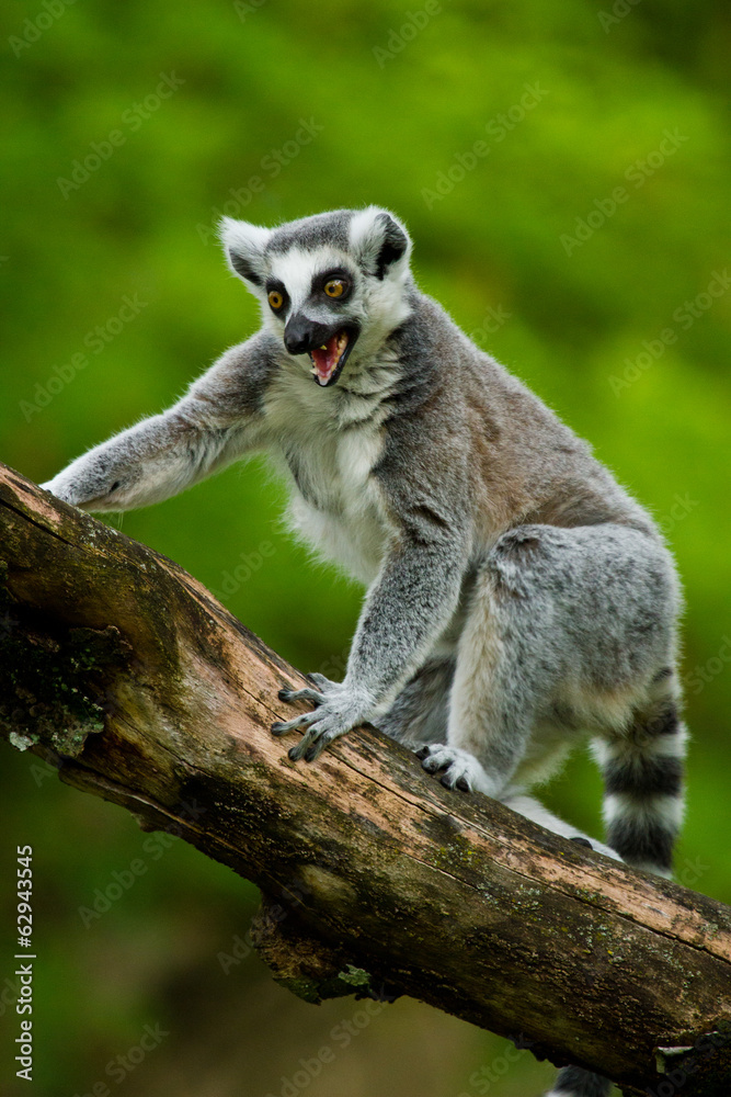 Obraz premium Katta (Lemur catta)