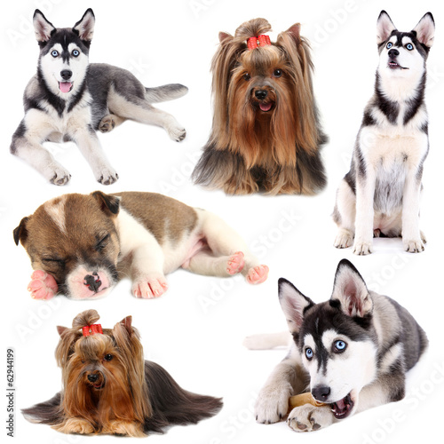 Collage of different dogs isolated on white