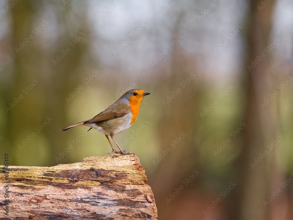Robin bird on the branch
