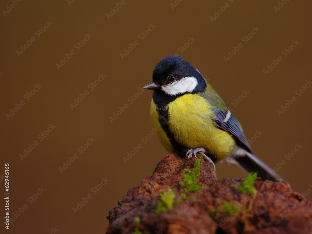 Fototapeta premium Great tit (Parus major) sitting on the branch