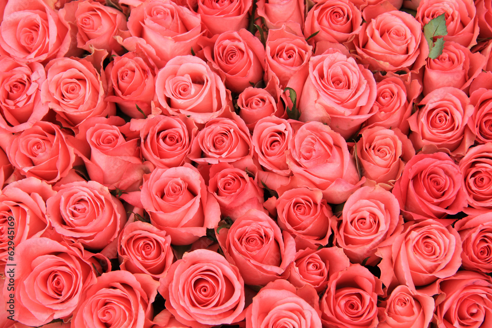 Pink roses in a bridal arrangement Pink roses in a bridal arrangement