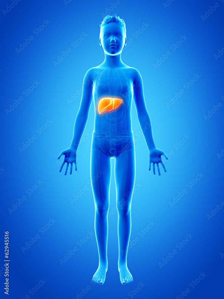 anatomy of a young boy - the liver