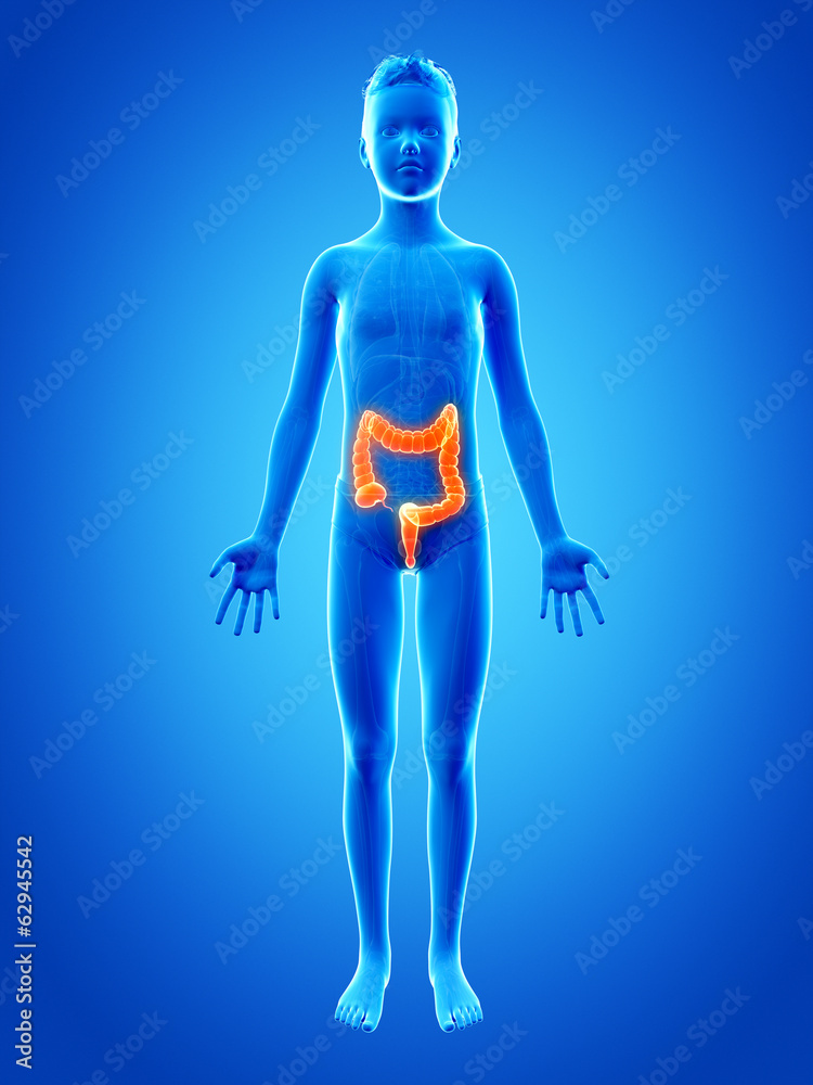 anatomy of a young boy - the colon