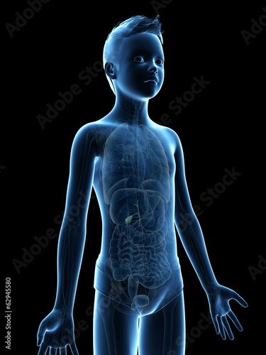anatomy of a young boy - the gallbladder