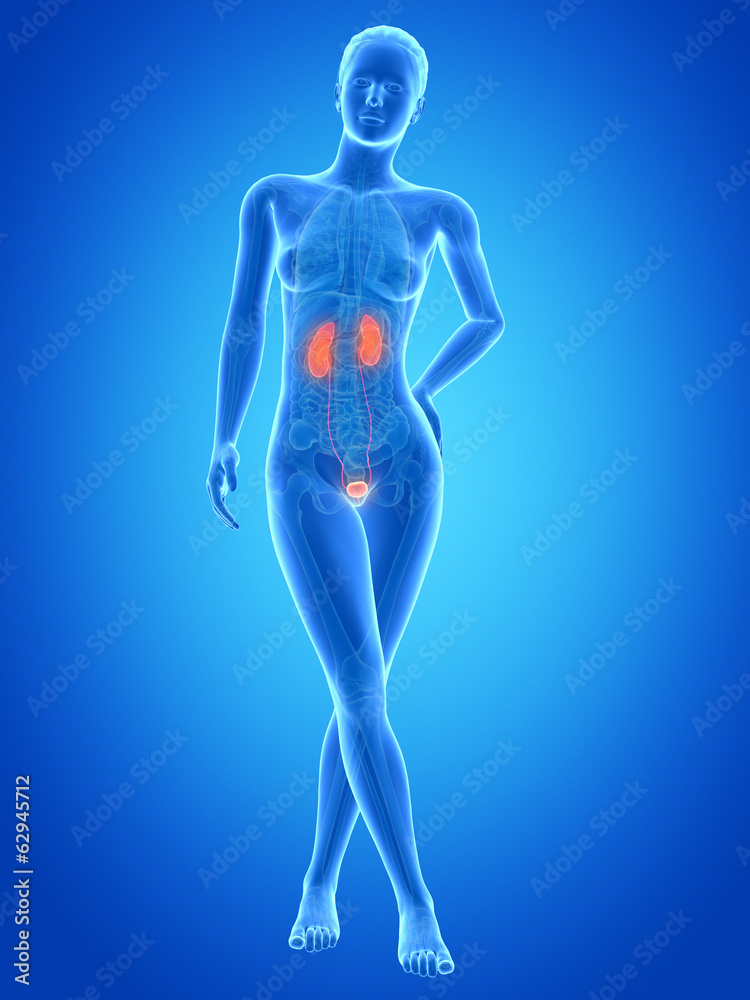 medical illustration of the female urinary system