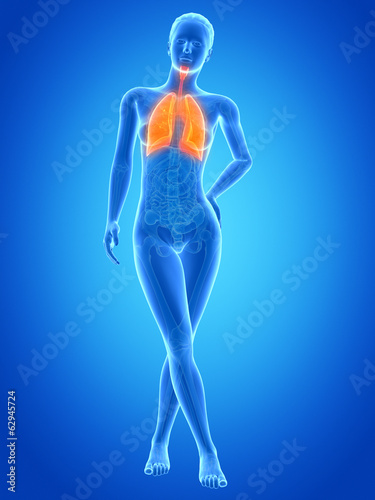 medical illustration of the female lung