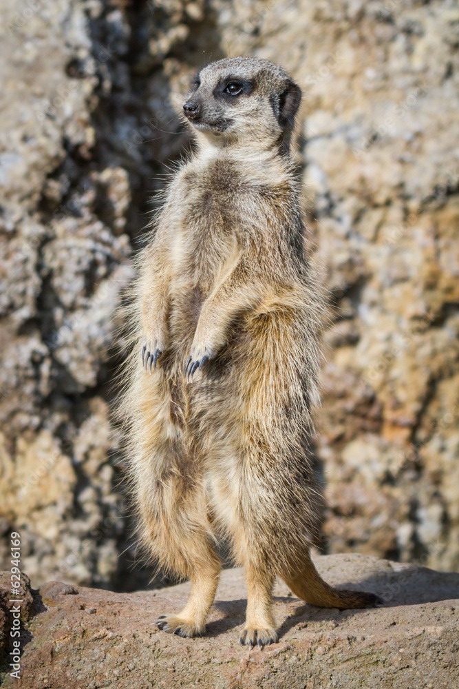 Meercat Meercat