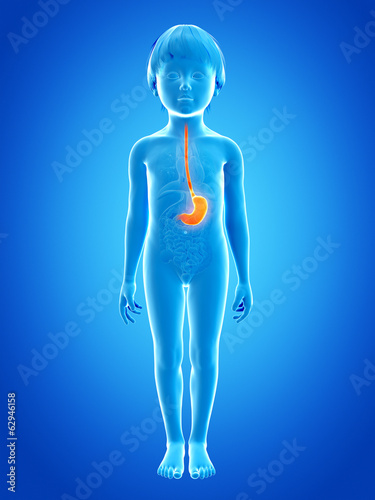 anatomy of a young child - stomach