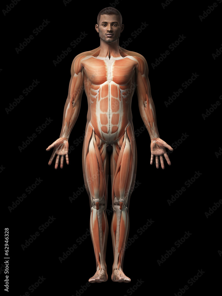 anatomy of an african american man - muscles