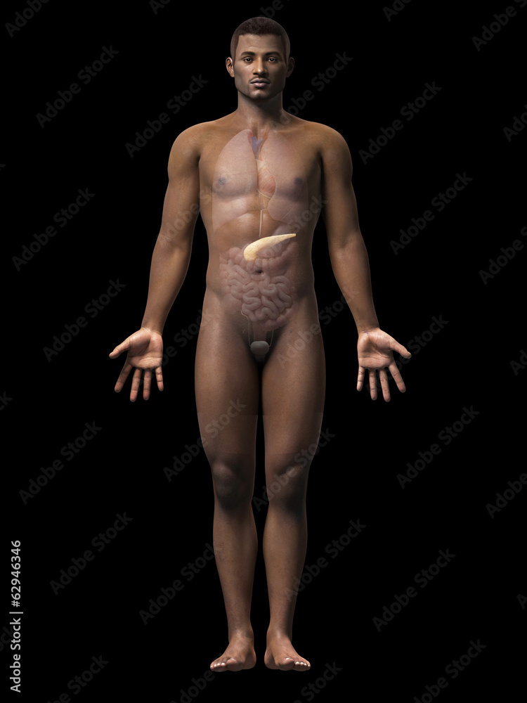anatomy of an african american man - pancreas