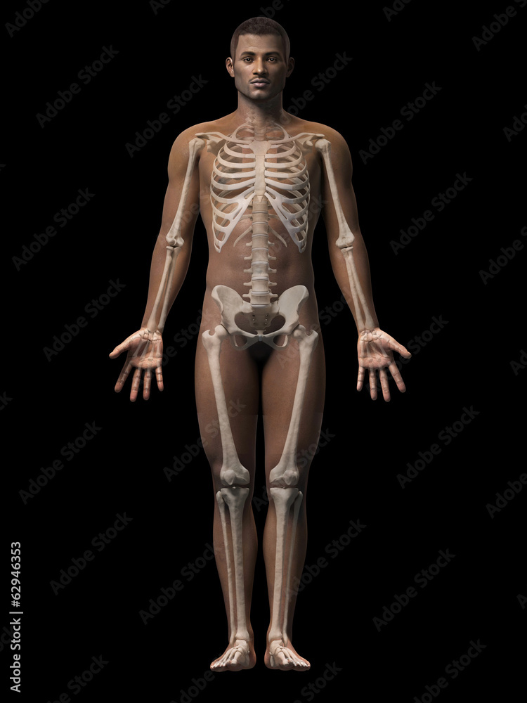 anatomy of an african american man - skeleton