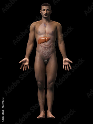 anatomy of an african american man - liver