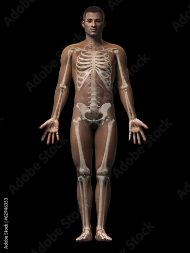 anatomy of an african american man - skeleton