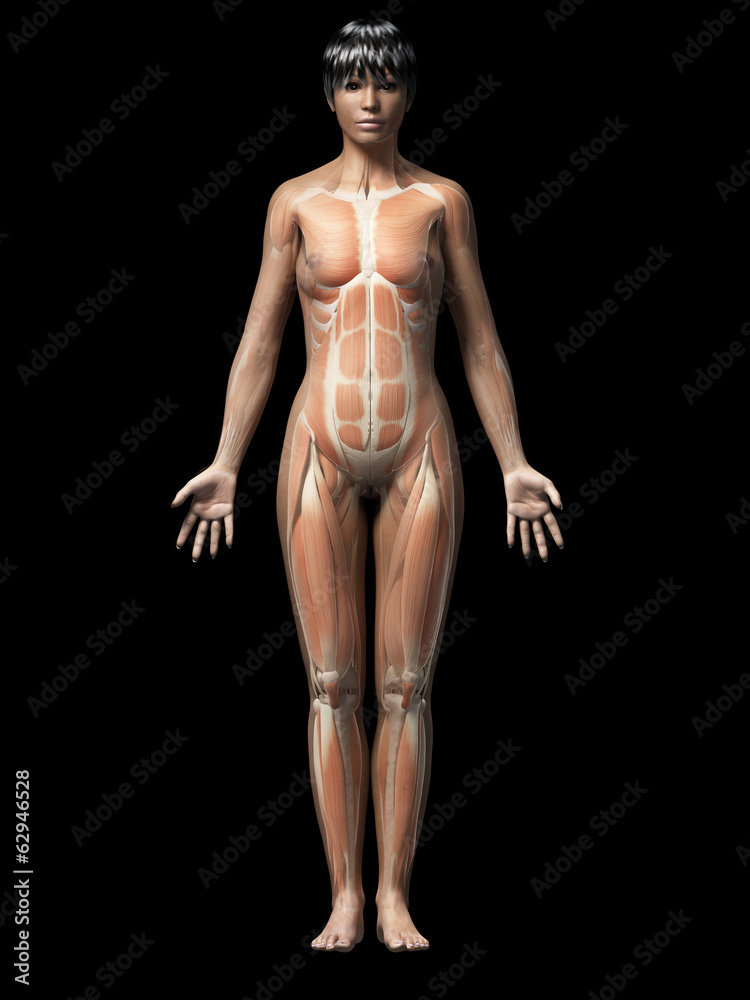 anatomy of an african american woman - muscles anatomy of an african american woman - muscles