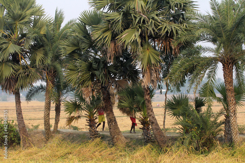 Farmer carries rice from the farm home in Baidyapur, India photo