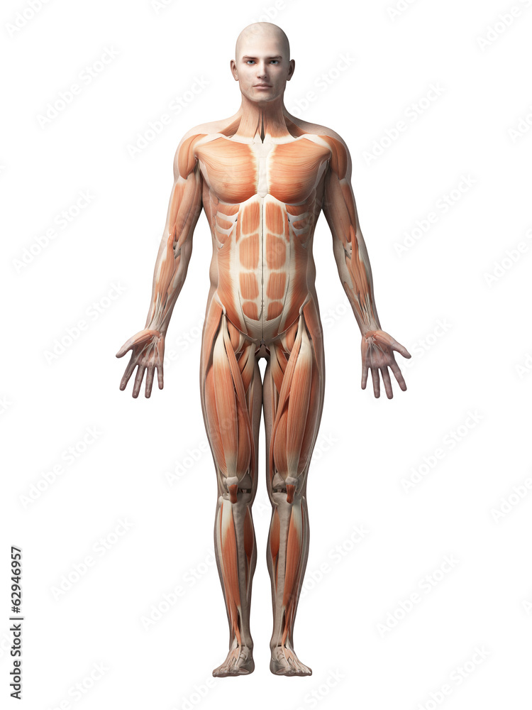 male anatomy illustration - the muscles