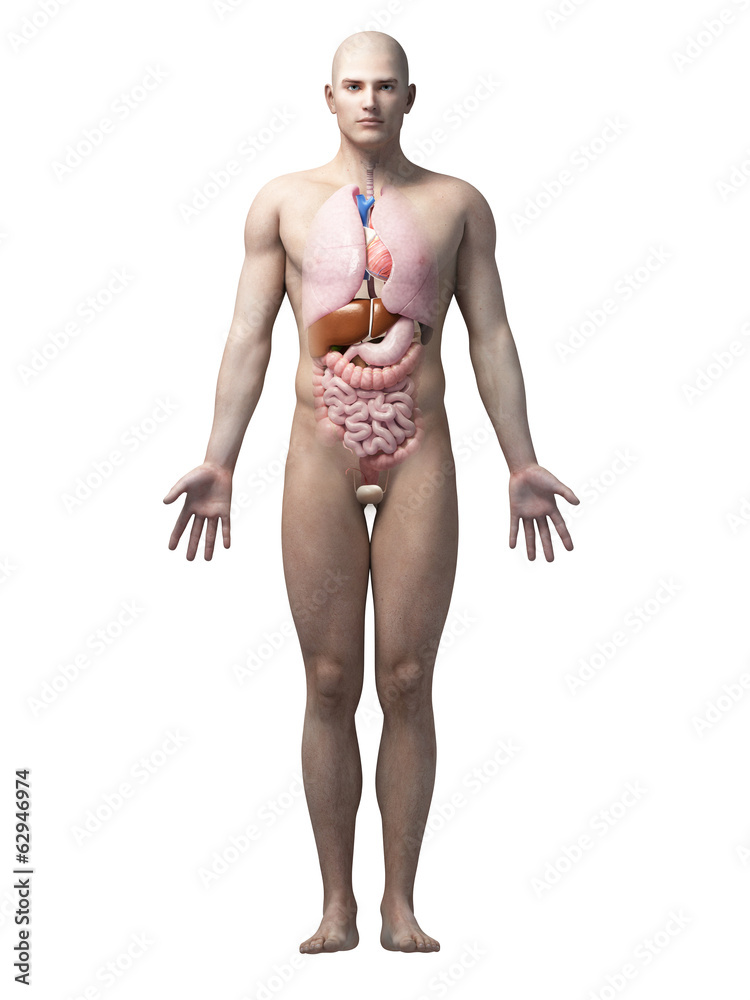 male anatomy illustration - the organs