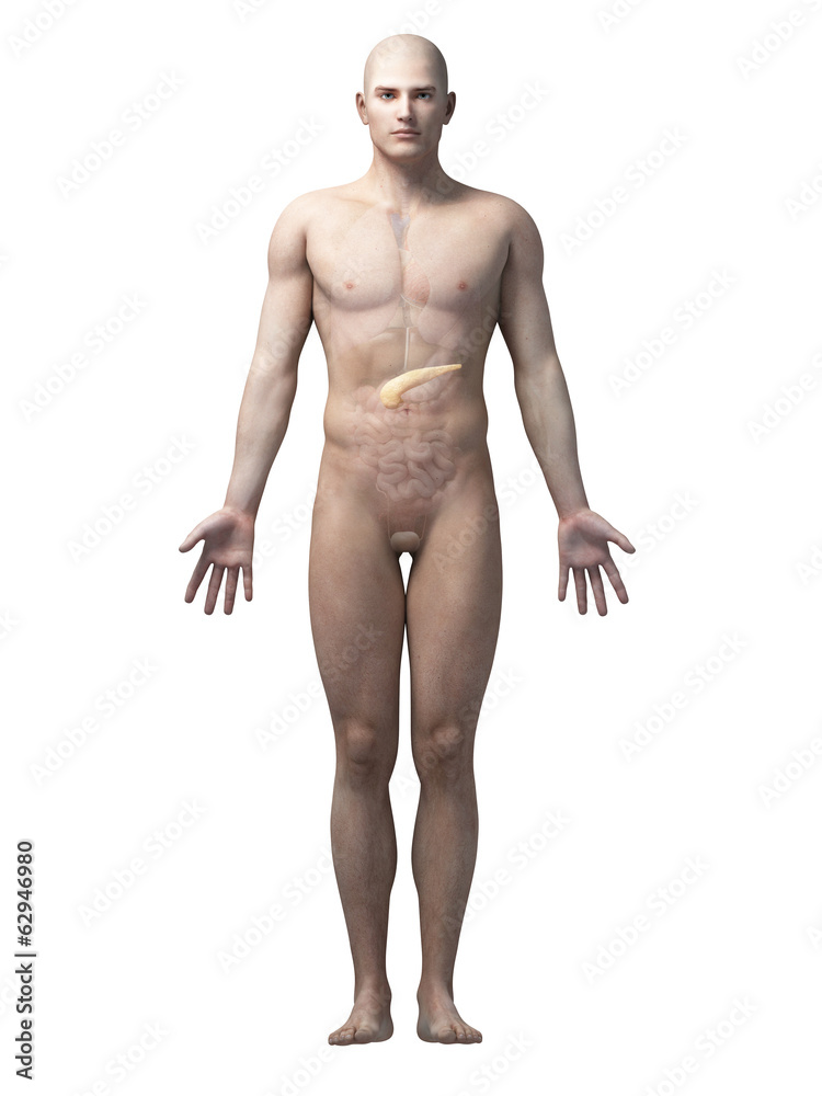 male anatomy illustration - the pancreas male anatomy illustration - the pancreas