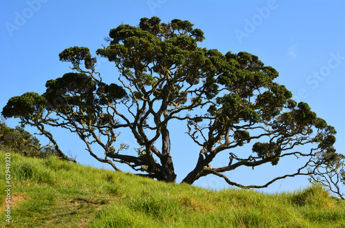 Pohutukawa tree