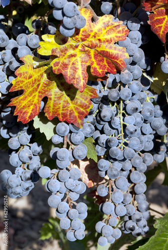 Red Wine Grapes in Autumn