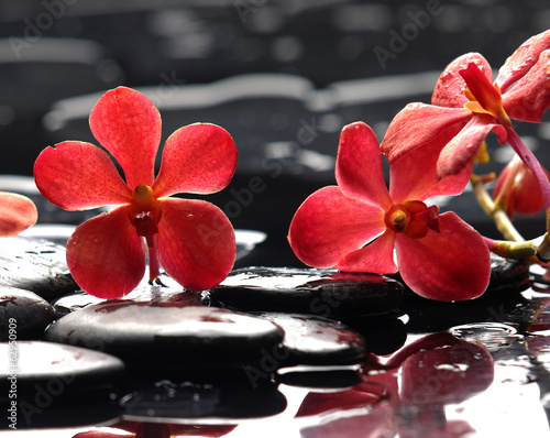 still life with red orchid on pebble