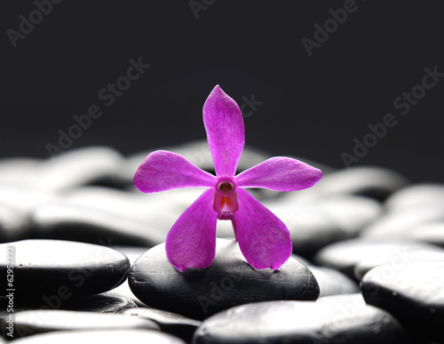 Still life with single Purple orchid with therapy stones