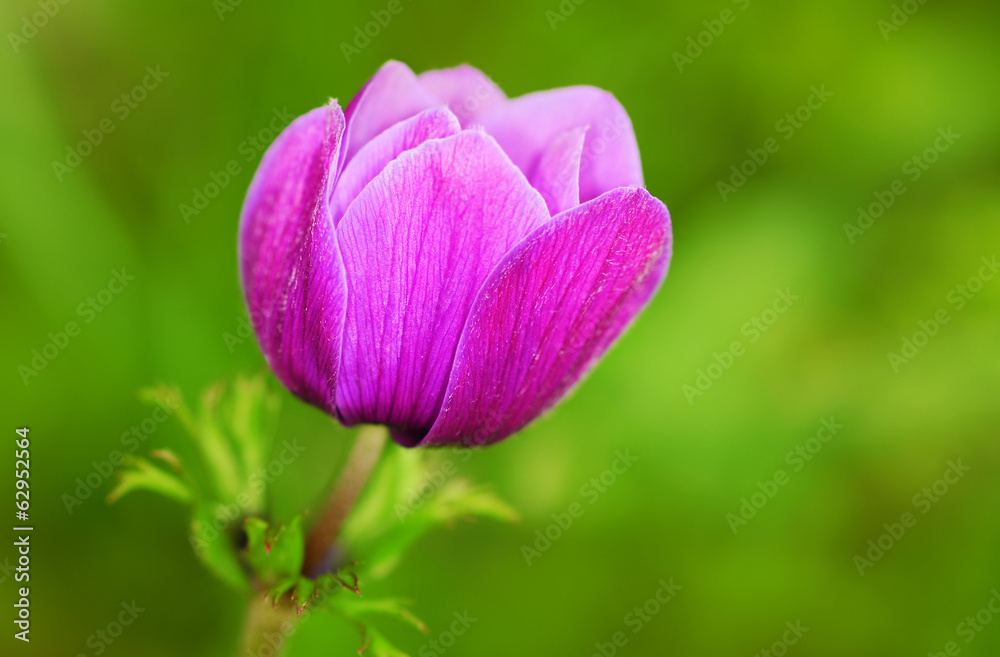 Beautiful purple flower blossom in the garden Beautiful purple flower blossom in the garden