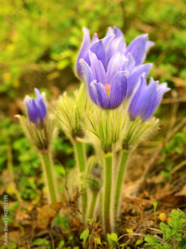 Pasque blooming on spring meadow © SasaStock