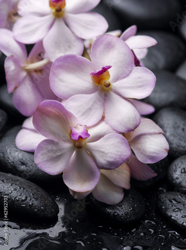 orchid with therapy stones on black background