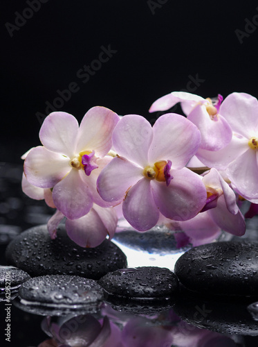 branch orchid flower with therapy stones